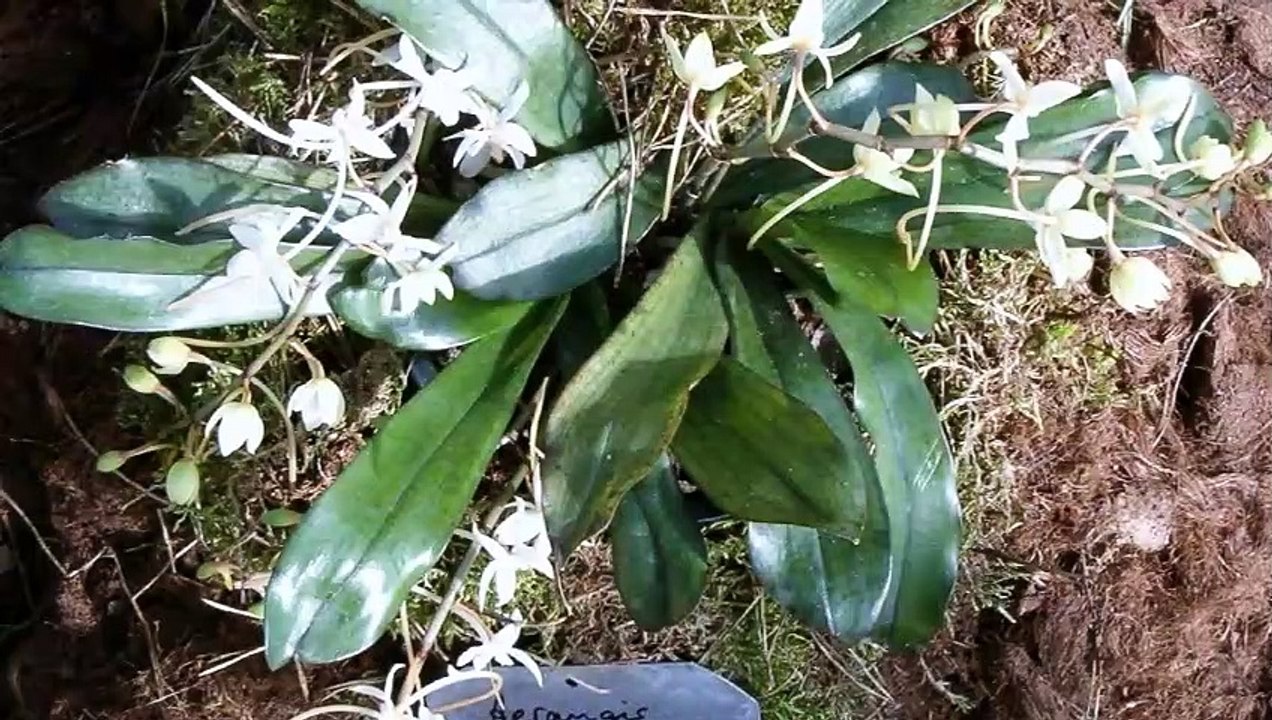 Aerangis Orchids