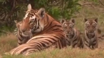 नर्मदापुरम: जंगल में बाघिन के साथ नजर आए तीन शावक, वीडियो देख हैरान रह गए लोग