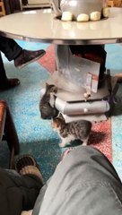 'Yavru kedi şarj istasyonu' videosu sosyal medyada gündem oldu: Üşüyen kediler bakın ne yaptılar…