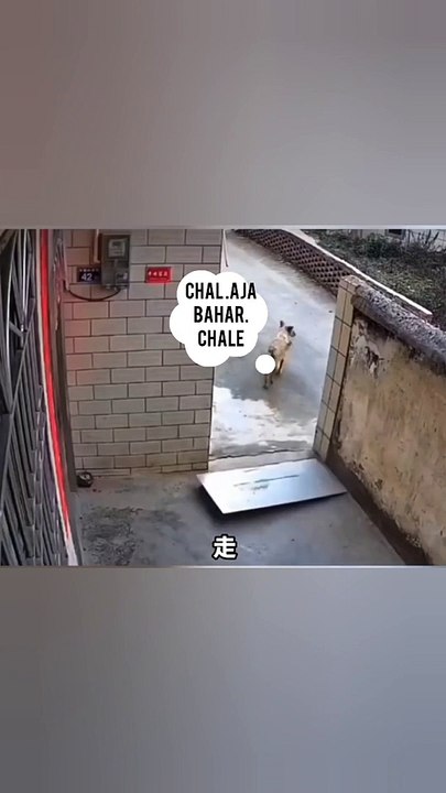 funny  talks of dogs  / funny animals videos 2023