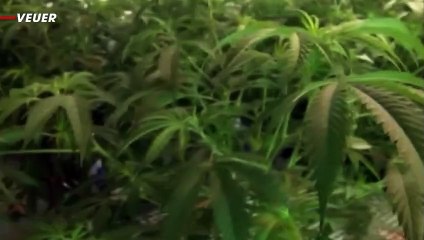 Several Kids Sickened After Eating Suspected Pot Gummies