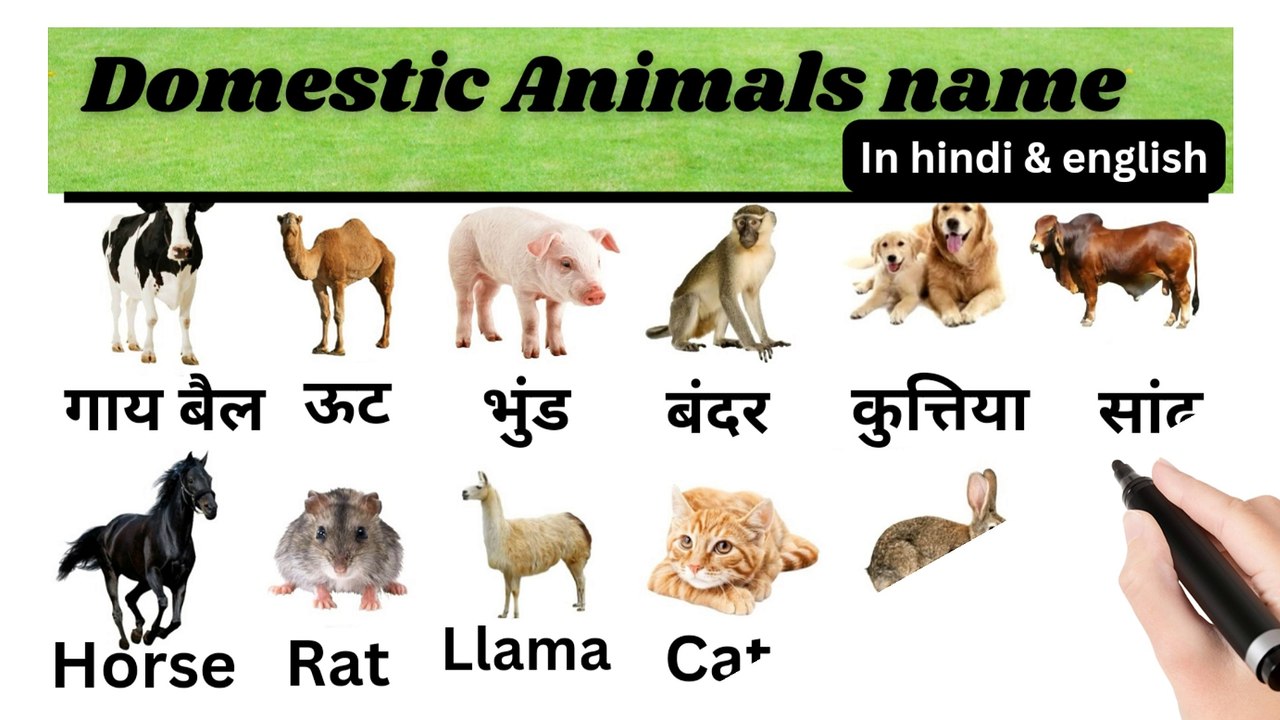 पालतू जानवरों के नाम हिंदी और इंग्लिश में/commean word meaning#learn english#sabdcosh111