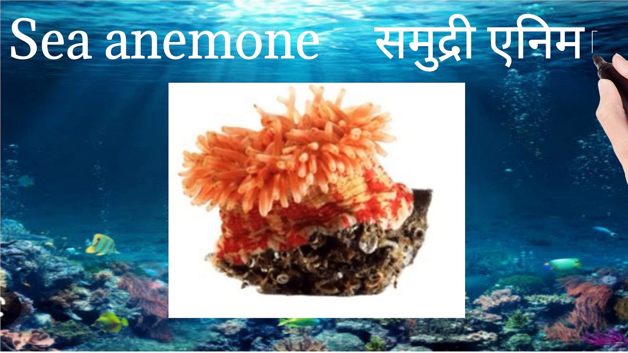 Part-1 Water animals name in hindi and english/commen word meaning#sabdcosh 111#learn english#english