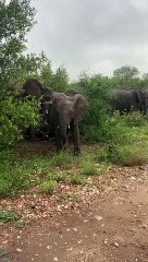 Easily one of the best Elephant sightings I’ve ever had we came across this herd