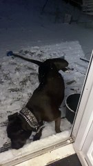 Happy Doggo Gets Excited for Snow