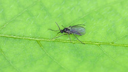 Trauermücken effektiv loswerden: Der einfache Streichholz-Trick 🧻