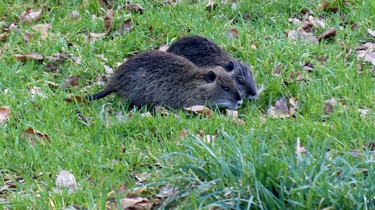 Ragondins filmés en bretagne 15 mars 2022