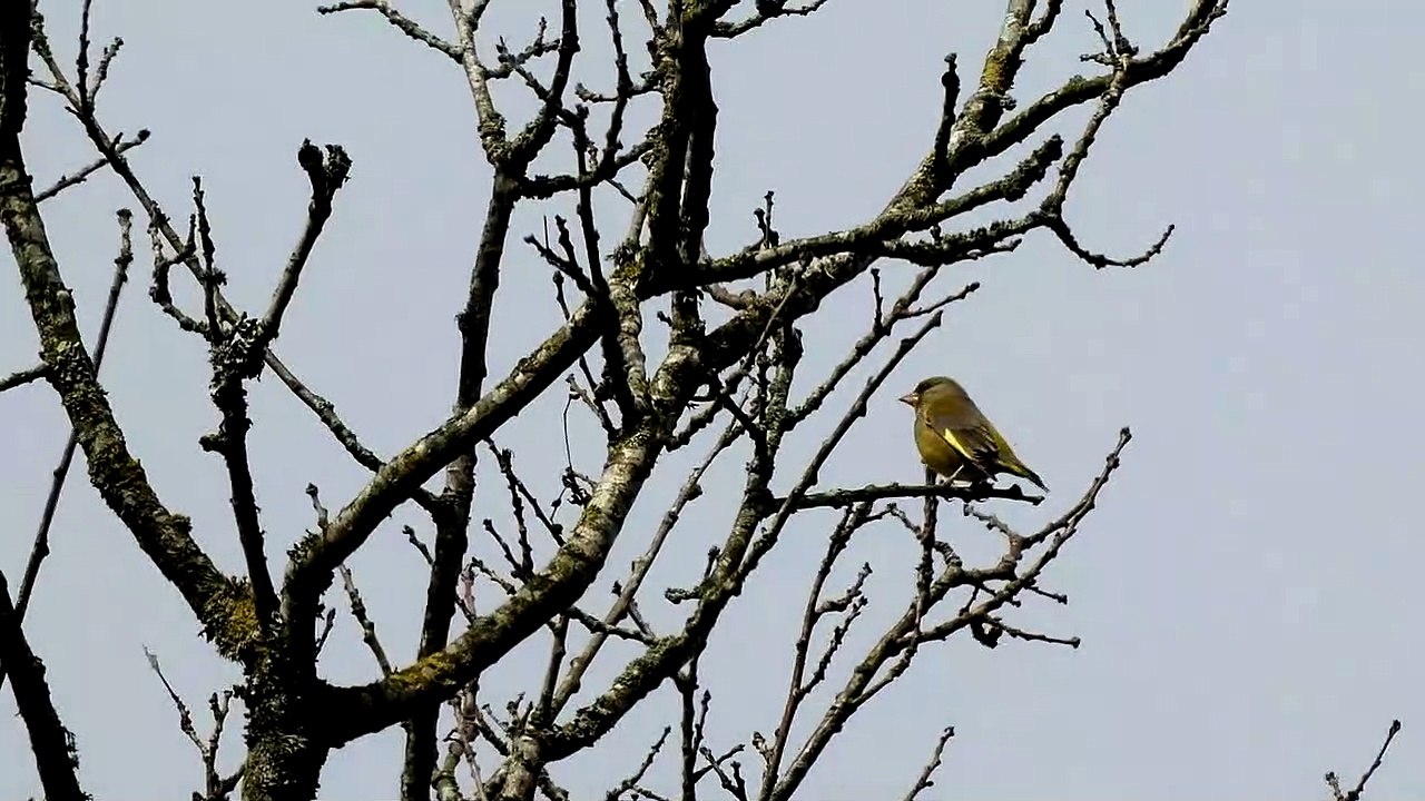 le chant du verdier d'Europe