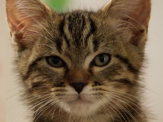 Mon chat et moi, la grande aventure de Rroû: Trailer HD