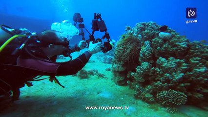 صور تظهر جمال الحياة البحرية في خليج العقبة