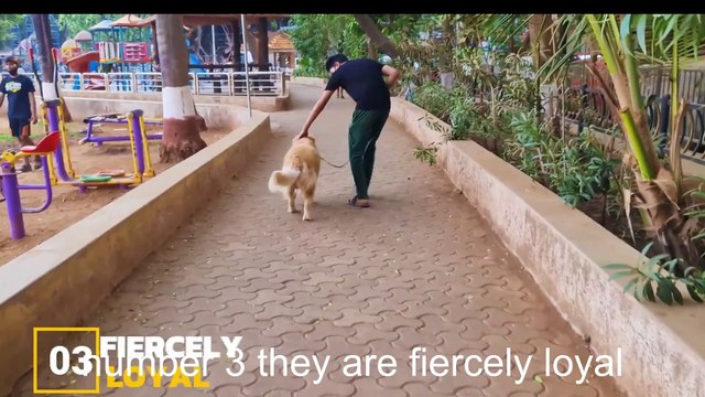 YOU NEED TO KNOW, 12 REASONS ABOUT GOLDEN RETRIEVER