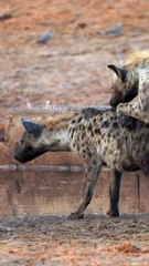 Hyena passes out after happy ending