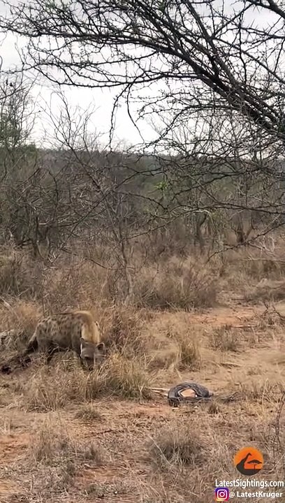 Hyena Steals Impala from Python
