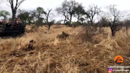 Hyena Saves Warthog from Leopard