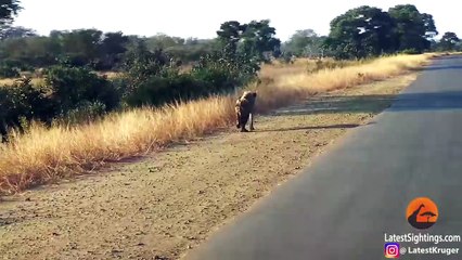 Three-Legged Hyena Falls Right Into Lion's Trap