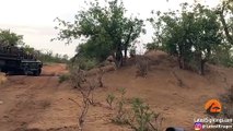 MALE LION ATTACKS & KILLS BABY HYENA