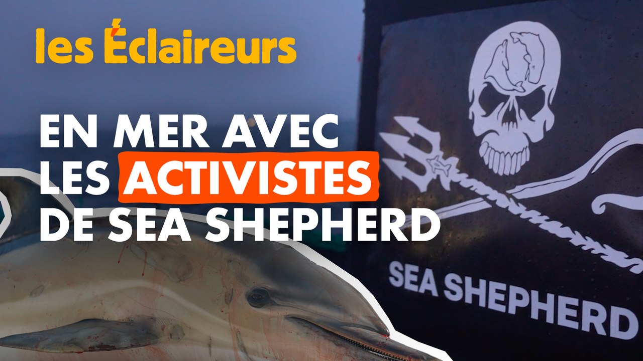Le combat de Sea Shepherd contre le massacre des dauphins