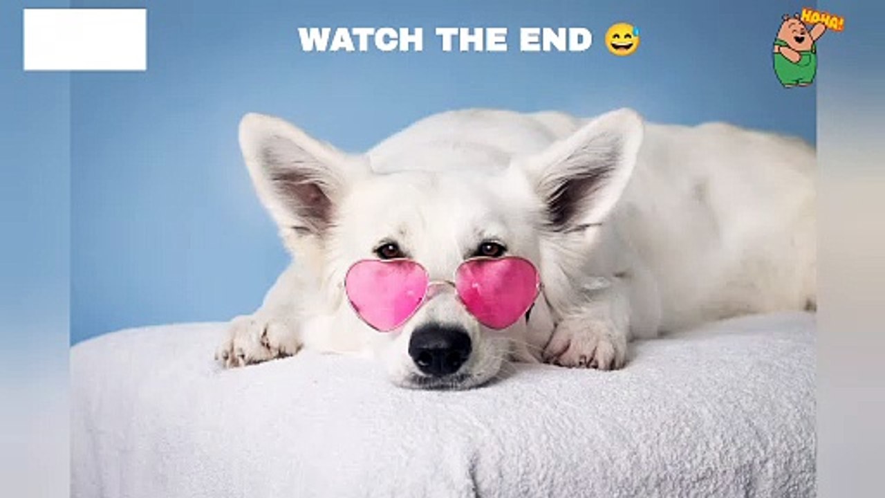 Dog funny shorts  Overacting dog #funnydog #dog #puppy #cutedog #cutepuppy #beautifulldog #funnyanimals  #memes #jokes #comedy #bts #shorts #reels #ytshorts #youtubeshorts #statues #inspiresemotions ❤️Inspires Emotions ❤️