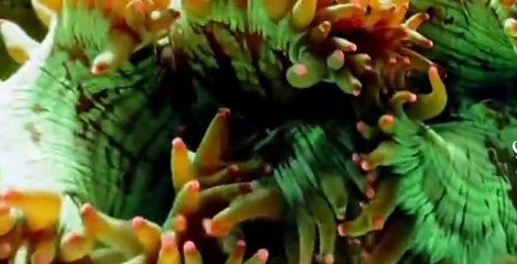 One Strange Rock S01 E05