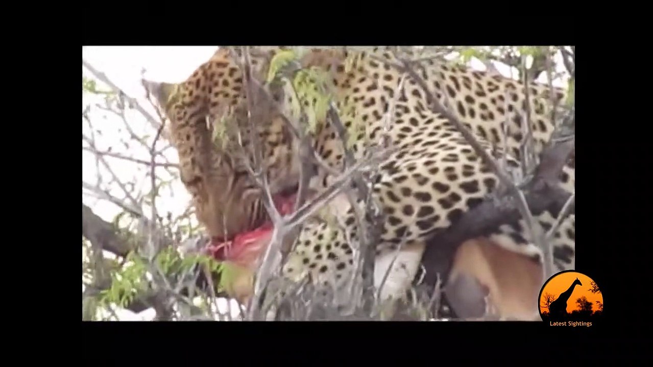 Leopard In Tree With A Kill, Hyena Underneath - 1st September 2013 - Latest Sightings