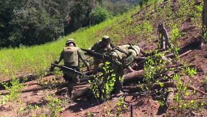 Cultivo da folha de coca disparou nos últimos anos