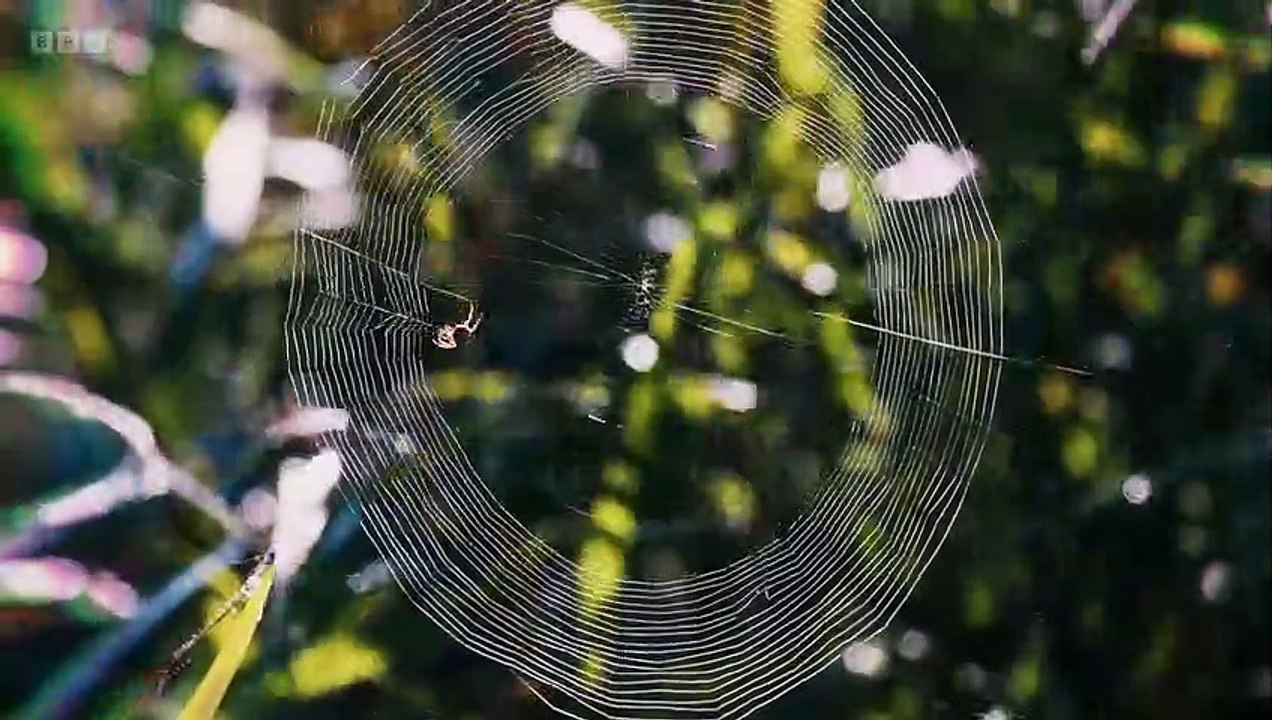 Chris Packham's Animal Einsteins episode 3