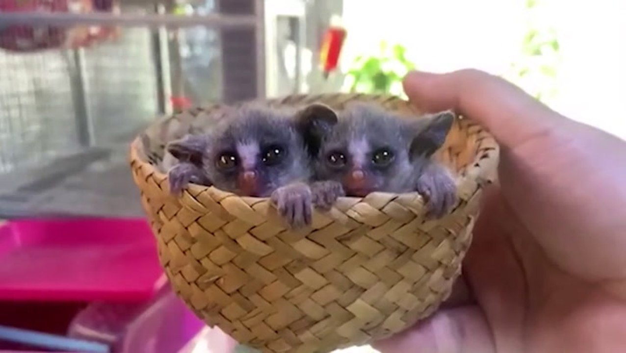 Newborn bush babies nestle together in tiny basket in Thailand