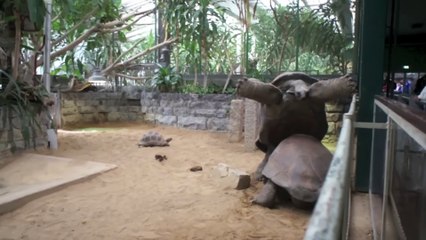 Ellos No Tenían Idea de Que Su Cacería Terminaría Asídocx