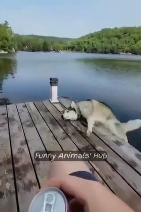 Funny Animal Videos  Try Not To Laugh  Funniest Cats And Dogs Videos