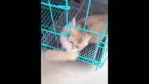 Baby Cats - Cute and Funny Cat Videos Compilation | Cute Kittens In The World