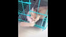 Baby Cats - Cute and Funny Cat Videos Compilation | Cute Kittens In The World
