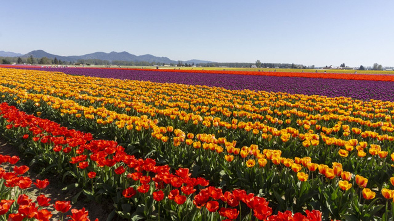 9 Spring Flower Festivals That Will Inspire You to Start Planting