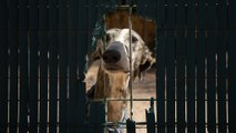 Los perros sin ley: malheridos, sin hogar y sin derechos