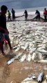 Vídeo mostra pescadores rezando após captura de milhares de peixes em AL