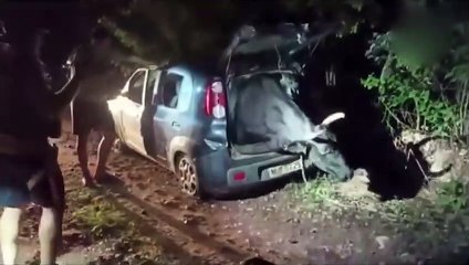 Carro é achado em área de mata com boi de grande porte no bagageiro
