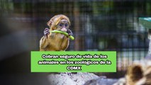 Cobran seguro de vida de los animales en los zoológicos de la CDMX y el destino de esos fondos causa polémica