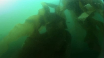 5,000 Mile-Wide Mass of Seaweed Heads Toward the Gulf Coast