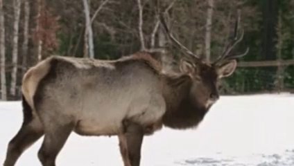 "Explore Wildlife and Stay Wild with Your Family - Learn About Amazing Animals in Their Natural Habitat"