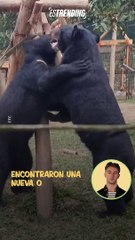Ositos que recibieron maltrato encontraron una nueva oportunidad