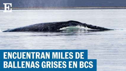 Se recuperan las ballenas grises en Baja California Sur