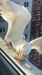 Some Birds More Successful Than Others at Grabbing Cookies