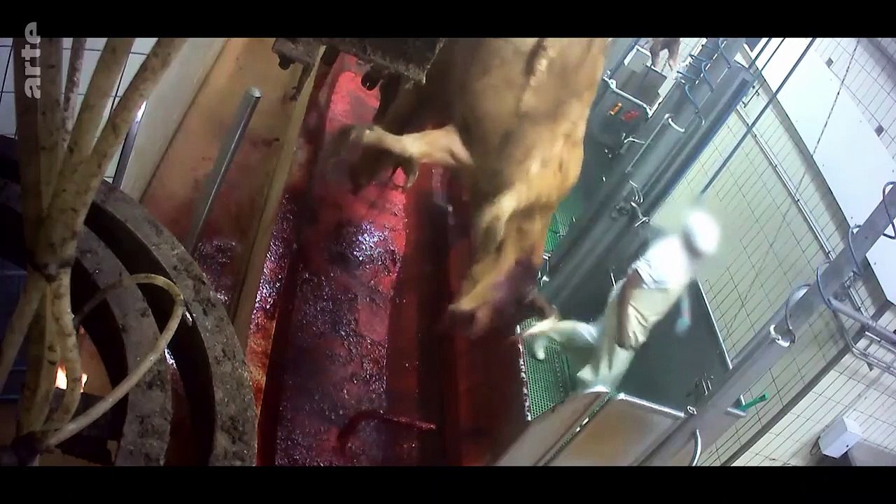 L'usine des animaux (-12)_Arte_images chocs 2023_03_14_20_52
