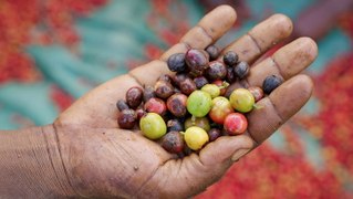 Why single-origin coffee can cost $30 per pound. More than 5 times the US average.