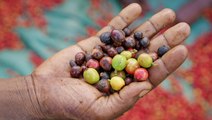 Why single-origin coffee can cost $30 per pound. More than 5 times the US average.