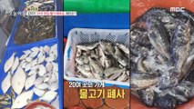 [HOT] Suddenly, live fish from 20 sushi restaurants died. Why?,생방송 오늘 아침 230317