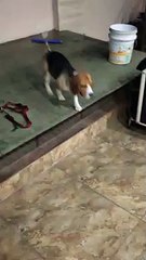 After Trimming Beagle puppy Reaction First Time