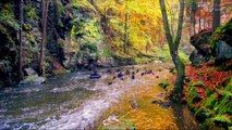 Autumnal Mountain River: 1 Hour of Calming Nature Sounds