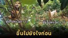 หัวจะปวด ตูบปลดล็อกสกิลลับ โผล่บนต้นไม้อย่างสูง !