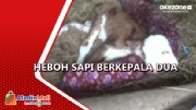 Warga Gunungkidul Heboh dengan Lahirnya Sapi Berkepala Dua