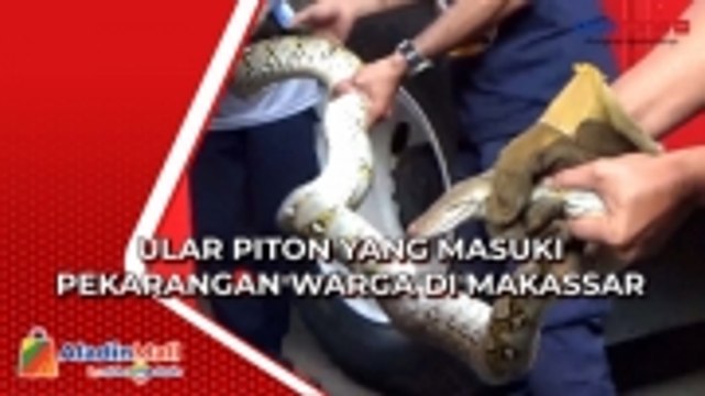 Detik-Detik Piton yang Masuki Pekarangan Warga di Makassar, Petugas Damkar Lakukan Evakuasi